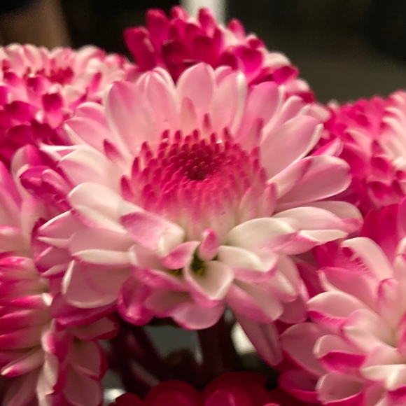 Meet your Posher, Sophia - Picture 1 of 1